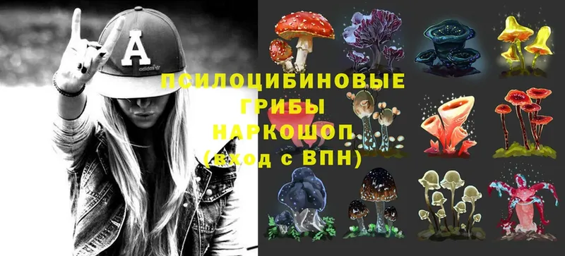 Псилоцибиновые грибы Cubensis  Олёкминск 